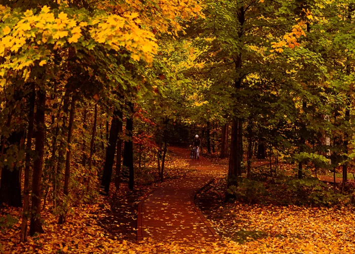 forrest