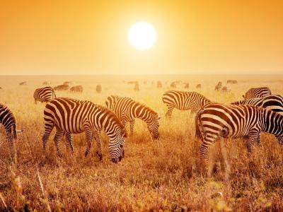 zebras