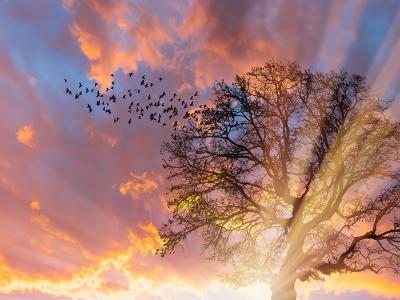 sky and tree