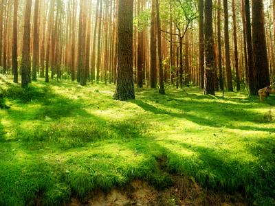 forest
