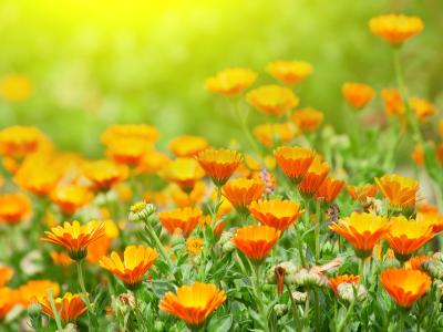 flowers