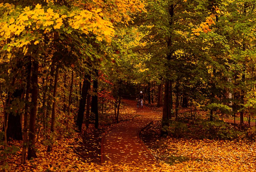 forrest