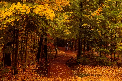 Forrest in the Fall